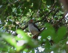 Barred Forest Falcon